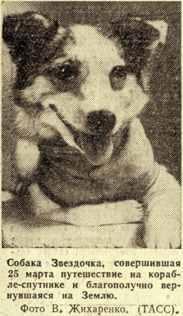 Собака Звездочка, совершившая 25 марта путешествие на корабле-спутнике и благополучно вернувшаяся на Землю. Фото В.Жихаренко, 1961г.
